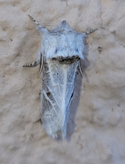 Comadia albistriga