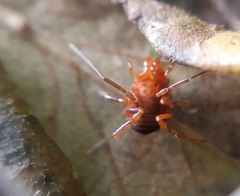 Nomoclastidae