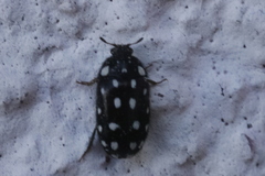 Paranovelsis punctatus