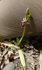Ophrys mammosa