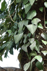 Hedera pastuchovii