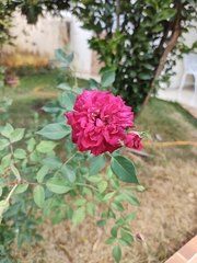 Rosa
