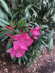 Nerium oleander