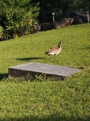 Branta canadensis image