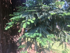 Sequoioideae