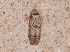 Blastobasis taurusella