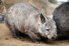 Southern Hairy-Nosed Wombat photo 2