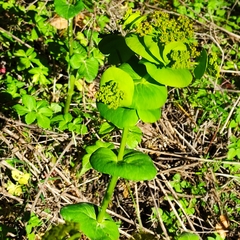 Smyrnium perfoliatum rotundifolium