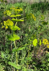 Smyrnium perfoliatum rotundifolium