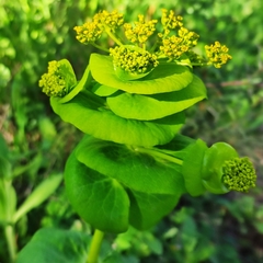 Smyrnium perfoliatum rotundifolium