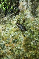 Tarragoilus