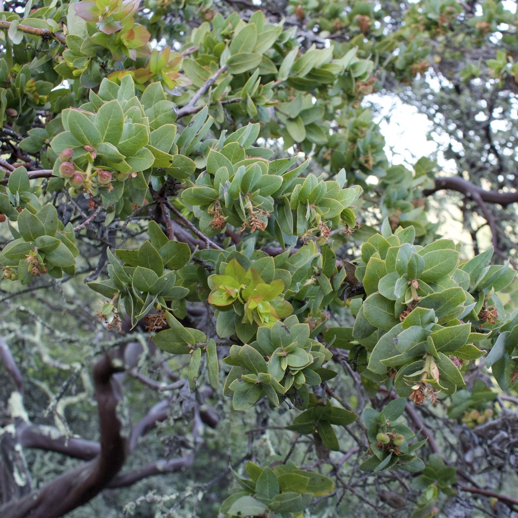 Pallid manzanita in April 2022 by André Giraldi · iNaturalist