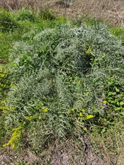 Cynara cardunculus cardunculus