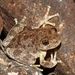 Canyon Tree Frog - Photo (c) Diana-Terry Hibbitts, some rights reserved (CC BY-NC), uploaded by Diana-Terry Hibbitts