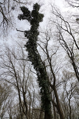 Hedera pastuchovii