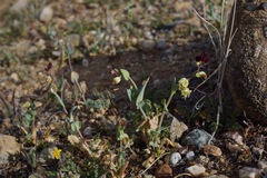 Caulanthus californicus