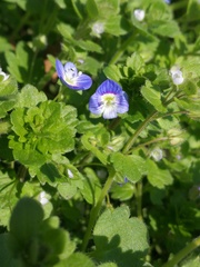 Veronica persica