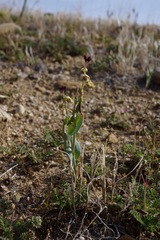 Caulanthus californicus