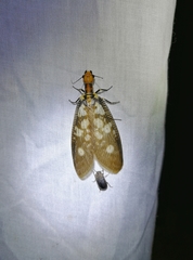 Protohermes infectus