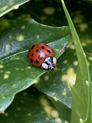 Harmonia axyridis
