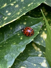 Harmonia axyridis