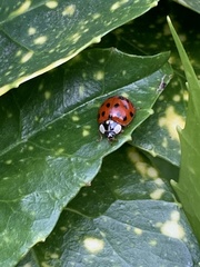 Harmonia axyridis