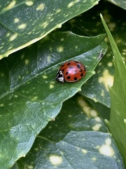 Harmonia axyridis