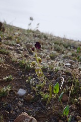 Caulanthus californicus