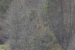 Buteo buteo vulpinus