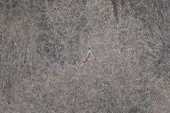 Buteo buteo vulpinus