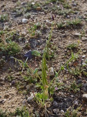 Caulanthus californicus