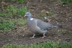 Columba palumbus