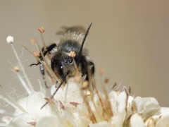Osmia nemoris