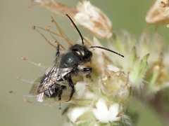 Osmia nemoris