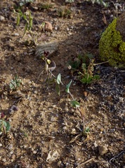 Caulanthus californicus