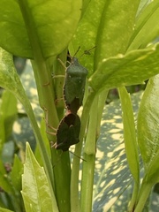 Palomena prasina