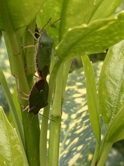 Palomena prasina