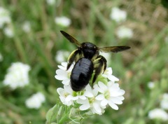 Andrena pilipes