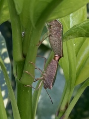 Palomena prasina