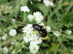 Andrena pilipes
