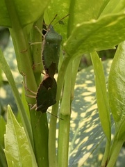 Palomena prasina