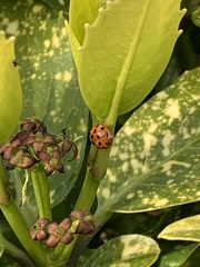 Harmonia axyridis