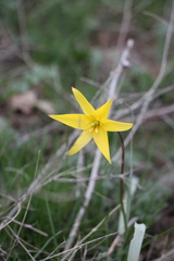 Tulipa sylvestris biebersteiniana