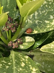 Harmonia axyridis