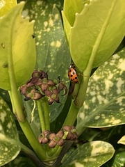 Harmonia axyridis