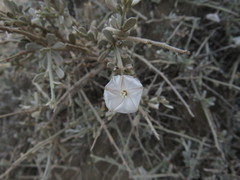 Convolvulus caput-medusae