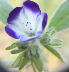 Phacelia davidsonii