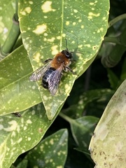 Andrena nitida