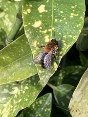 Andrena nitida
