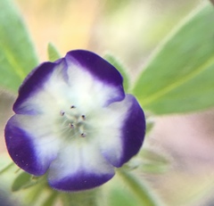 Phacelia davidsonii